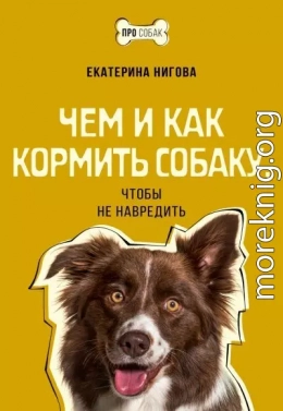 Чем и как кормить собаку, чтобы не навредить