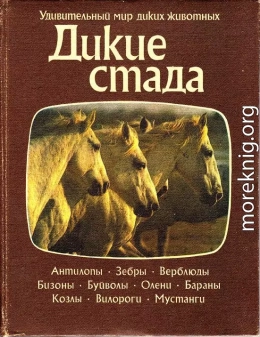 Дикие стада