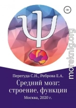 Средний мозг: строение и функции