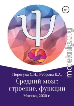 Средний мозг: строение и функции