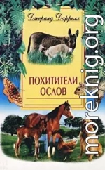 Похитители ослов (Ослокрады)