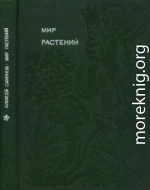 Мир растений: Рассказы о соснах и можжевельниках, орляке и кукушкином льне, сморчках, опенках, мухоморах, морской капусте, пепельнике и многих других редких и широко известных растениях