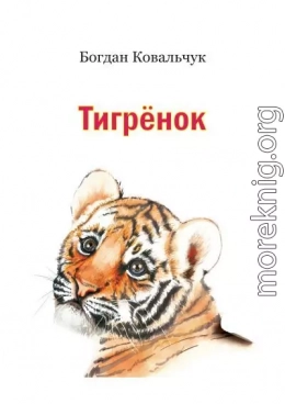 Тигрёнок