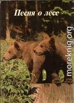 Песня о лесе