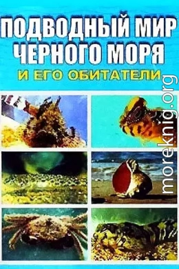 Подводный мир Черного моря