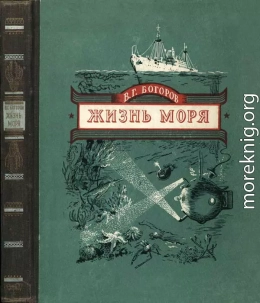 Жизнь моря