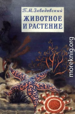 Животное и растение. Маленькое введение в науку о жизни