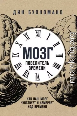 Мозг – повелитель времени