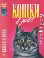 Кошки в доме. Кошки в мае. Дайте кошке слово