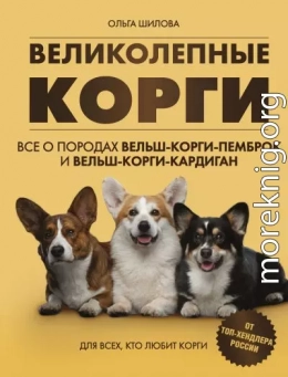 Великолепные корги: все о породах вельш-корги-пемброк и вельш-корги-кардиган