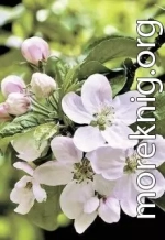 Яблони в цвету