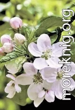 Яблони в цвету