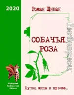 Собачья роза. Бутон, шипы и прочее…