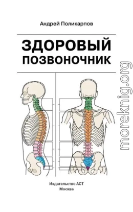 Здоровый позвоночник