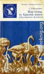 Жар-птица из Красной книги. Обыкновенный фламинго