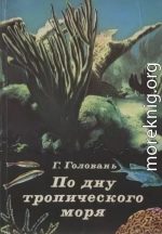 По дну тропического моря