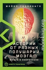 Истории от разных полушарий мозга. Жизнь в нейронауке