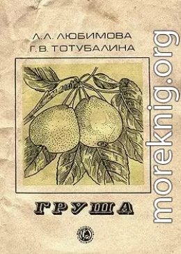 Груша