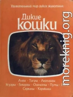 Дикие кошки