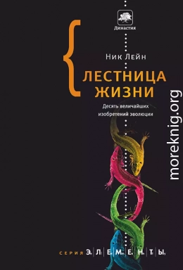 Лестница жизни