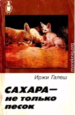 Сахара — не только песок