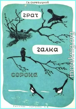 Грач. Галка. Сорока