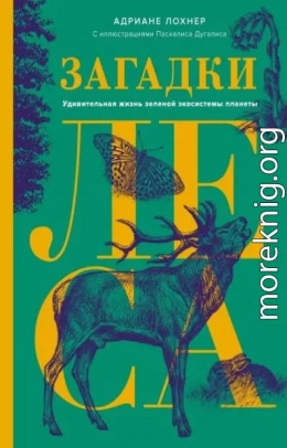 Загадки леса. Удивительная жизнь зеленой экосистемы планеты
