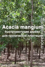 Acacia mangium  Willd. - быстрорастущее дерево для тропической плантации