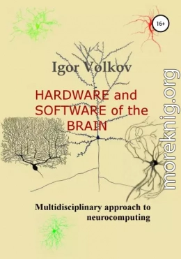 Hardware and software of the brain