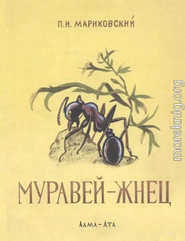 Муравей-жнец
