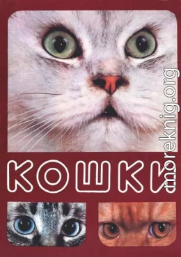 Кошки