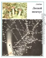 Лесной жемчуг