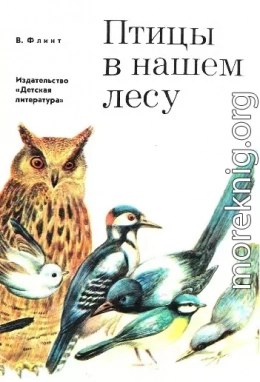 Птицы в нашем лесу